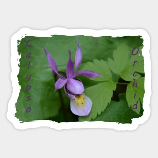 Calypso Orchid Sticker